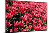 Flowerbed of Tulips of Red Color-Peter Kirillov-Mounted Photographic Print