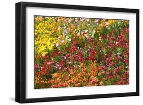 Flowerbed Tulips, Pansies, Stocks-null-Framed Photographic Print