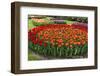 Flowerbed with Red and Orange Tulips.-protechpr-Framed Photographic Print