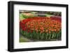 Flowerbed with Red and Orange Tulips.-protechpr-Framed Photographic Print