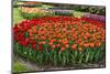 Flowerbed with Red and Orange Tulips.-protechpr-Mounted Photographic Print