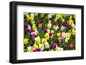 Flowerbed with Spring Flowers-Brigitte Protzel-Framed Photographic Print