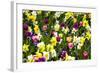 Flowerbed with Spring Flowers-Brigitte Protzel-Framed Photographic Print