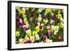 Flowerbed with Spring Flowers-Brigitte Protzel-Framed Photographic Print