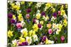 Flowerbed with Spring Flowers-Brigitte Protzel-Mounted Photographic Print