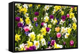 Flowerbed with Spring Flowers-Brigitte Protzel-Framed Stretched Canvas