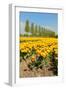 Flowerbulbs as Typical Agriculture in Holland-Ivonnewierink-Framed Premium Photographic Print