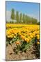 Flowerbulbs as Typical Agriculture in Holland-Ivonnewierink-Mounted Premium Photographic Print