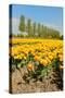 Flowerbulbs as Typical Agriculture in Holland-Ivonnewierink-Stretched Canvas