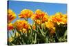 Flowerbulbs as Typical Agriculture in Holland-Ivonnewierink-Stretched Canvas