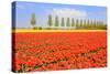 Flowerbulbs as Typical Agriculture in Holland-Ivonnewierink-Stretched Canvas