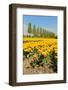 Flowerbulbs as Typical Agriculture in Holland-Ivonnewierink-Framed Photographic Print