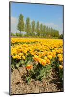 Flowerbulbs as Typical Agriculture in Holland-Ivonnewierink-Mounted Photographic Print