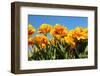 Flowerbulbs as Typical Agriculture in Holland-Ivonnewierink-Framed Photographic Print