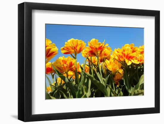 Flowerbulbs as Typical Agriculture in Holland-Ivonnewierink-Framed Photographic Print