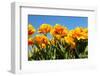 Flowerbulbs as Typical Agriculture in Holland-Ivonnewierink-Framed Photographic Print