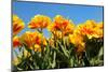 Flowerbulbs as Typical Agriculture in Holland-Ivonnewierink-Mounted Photographic Print