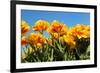Flowerbulbs as Typical Agriculture in Holland-Ivonnewierink-Framed Photographic Print