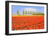 Flowerbulbs as Typical Agriculture in Holland-Ivonnewierink-Framed Photographic Print