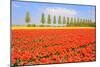 Flowerbulbs as Typical Agriculture in Holland-Ivonnewierink-Mounted Photographic Print