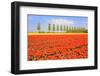 Flowerbulbs as Typical Agriculture in Holland-Ivonnewierink-Framed Photographic Print