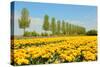 Flowerbulbs in Holland-Ivonnewierink-Stretched Canvas