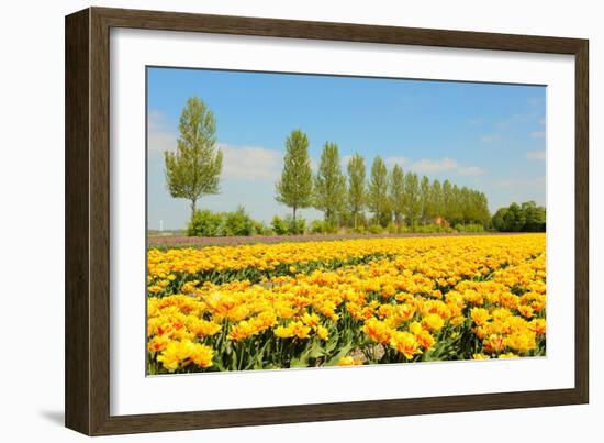 Flowerbulbs in Holland-Ivonnewierink-Framed Photographic Print