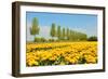 Flowerbulbs in Holland-Ivonnewierink-Framed Photographic Print