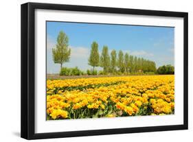 Flowerbulbs in Holland-Ivonnewierink-Framed Photographic Print