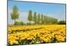 Flowerbulbs in Holland-Ivonnewierink-Mounted Photographic Print