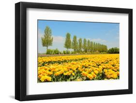 Flowerbulbs in Holland-Ivonnewierink-Framed Photographic Print