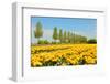 Flowerbulbs in Holland-Ivonnewierink-Framed Photographic Print