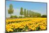 Flowerbulbs in Holland-Ivonnewierink-Mounted Photographic Print
