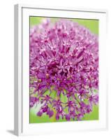 Flowerburst I-Ella Lancaster-Framed Giclee Print