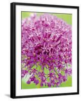 Flowerburst I-Ella Lancaster-Framed Giclee Print