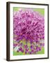 Flowerburst I-Ella Lancaster-Framed Giclee Print