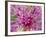 Flowerburst II-Ella Lancaster-Framed Giclee Print