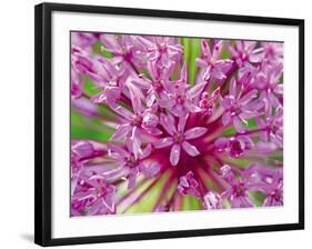 Flowerburst II-Ella Lancaster-Framed Giclee Print