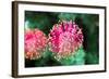 Flowerhead of a Hakea - Australian Native Flower from the Proteaceae Family.-Cloudia Spinner-Framed Photographic Print