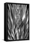 Flowering Agave BW-Douglas Taylor-Framed Stretched Canvas