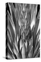 Flowering Agave BW-Douglas Taylor-Stretched Canvas