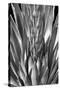 Flowering Agave BW-Douglas Taylor-Stretched Canvas