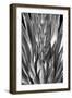 Flowering Agave BW-Douglas Taylor-Framed Photographic Print
