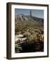 Flowering Agave Plant Sprouting During the Spring in the Sonoran Desert-Andreas Feininger-Framed Photographic Print