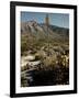 Flowering Agave Plant Sprouting During the Spring in the Sonoran Desert-Andreas Feininger-Framed Photographic Print