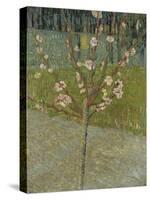 Flowering almond tree. Arles, 1888-Vincent van Gogh-Stretched Canvas