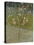Flowering almond tree. Arles, 1888-Vincent van Gogh-Stretched Canvas
