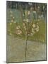 Flowering almond tree. Arles, 1888-Vincent van Gogh-Mounted Giclee Print