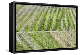 Flowering Apple Orchards, Villa of Tirano, Province of Sondrio, Valtellina, Lombardy, Italy, Europe-Roberto Moiola-Framed Stretched Canvas