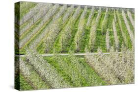 Flowering Apple Orchards, Villa of Tirano, Province of Sondrio, Valtellina, Lombardy, Italy, Europe-Roberto Moiola-Stretched Canvas